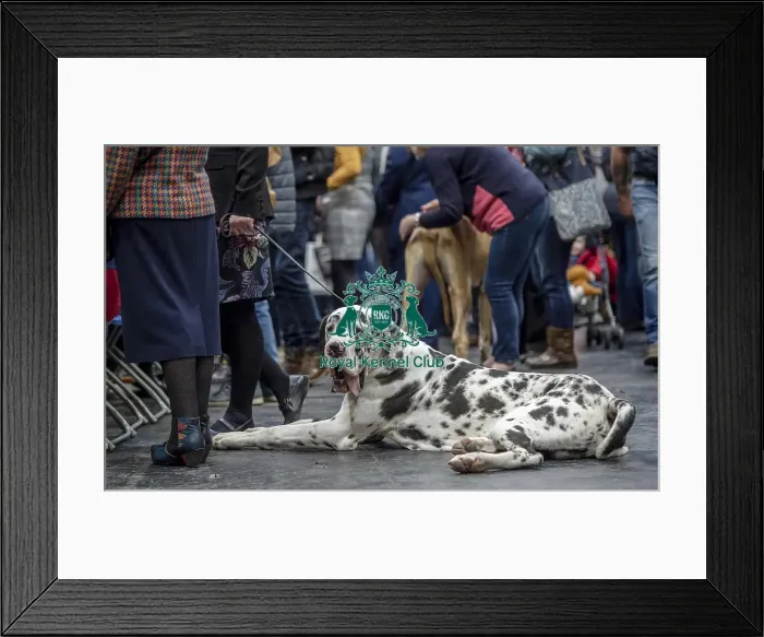 Framed Print : Crufts 2019 - Day Two, NEC, UK - 8 Mar 2019 Framed Print : Crufts 2019 - Day Two, NEC, UK - 8 Mar 2019
