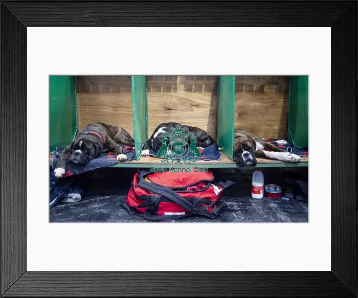Framed Print : Crufts 2019 - Day Two, NEC, UK - 8 Mar 2019