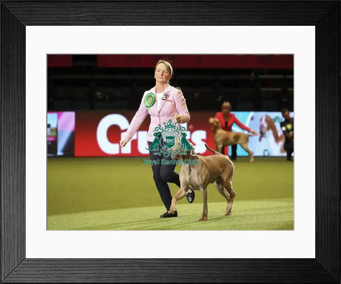 Framed Print : Crufts 2019 - Day One, NEC, UK - 7 Mar 2019 Framed Print : Crufts 2019 - Day One, NEC, UK - 7 Mar 2019