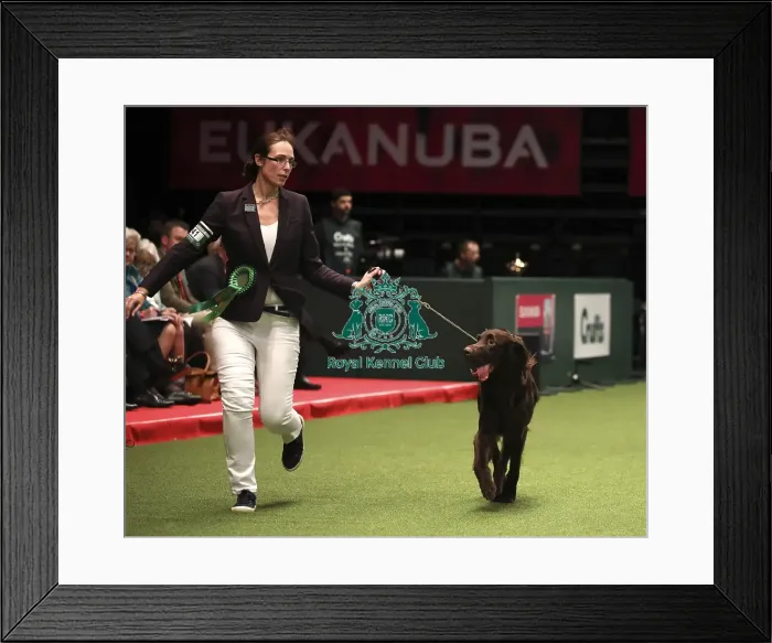 Framed Print : Crufts 2019 - Day One, NEC, UK - 7 Mar 2019 Framed Print : Crufts 2019 - Day One, NEC, UK - 7 Mar 2019