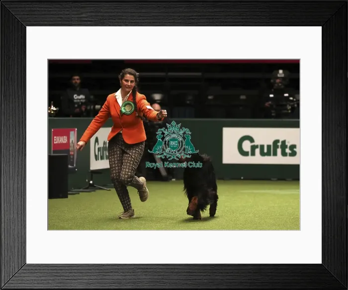 Framed Print : Crufts 2019 - Best of Breed Framed Print : Crufts 2019 - Best of Breed