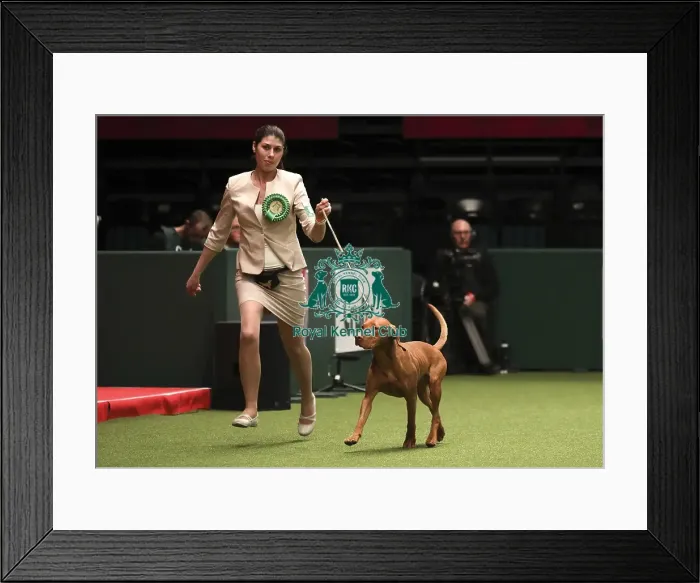 Framed Print : Crufts 2019 - Best of Breed Framed Print : Crufts 2019 - Best of Breed