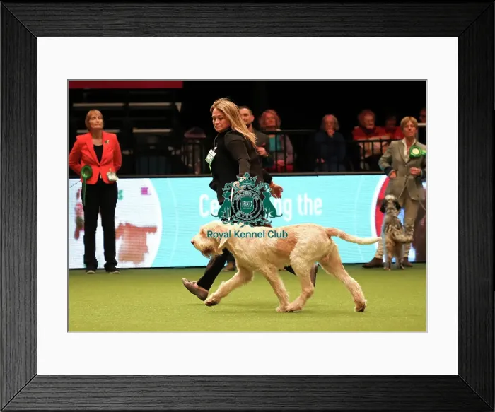 Framed Print : Crufts 2019 - Best of Breed Framed Print : Crufts 2019 - Best of Breed
