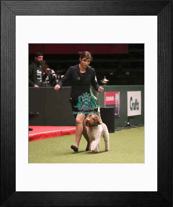 Framed Print : Crufts 2019 - Best of Breed
