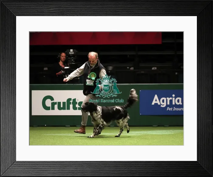 Framed Print : Crufts 2019 - Best of Breed