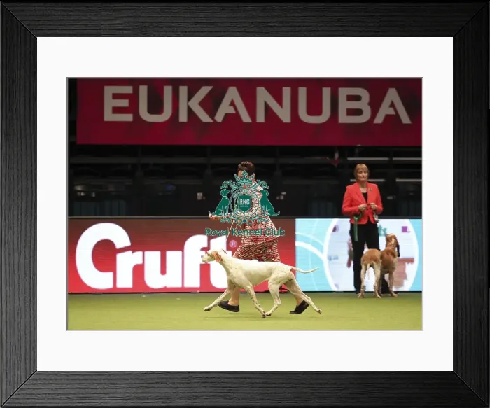 Framed Print : Crufts 2019 - Best of Breed Framed Print : Crufts 2019 - Best of Breed