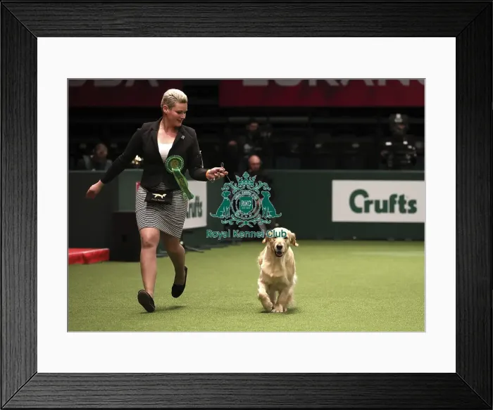 Framed Print : Crufts 2019 - Best of Breed Framed Print : Crufts 2019 - Best of Breed