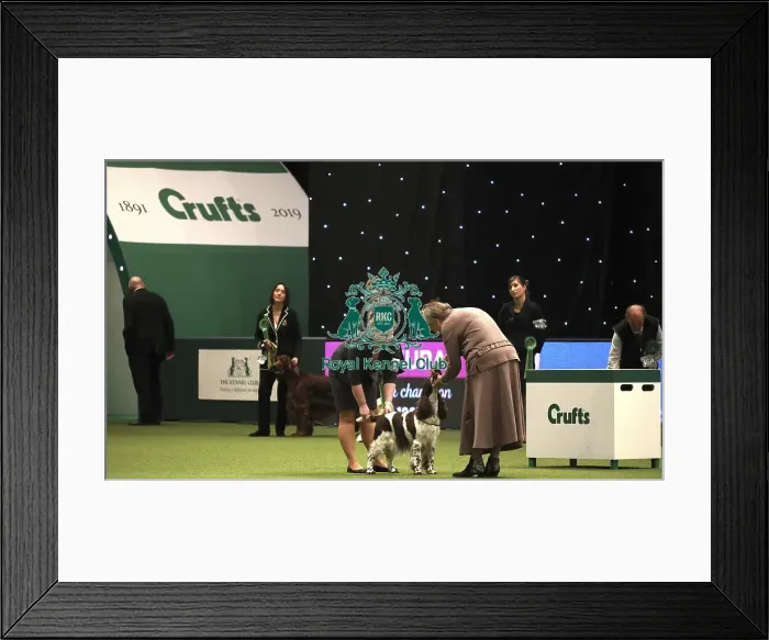 Framed Print : Crufts 2019 - Best of Breed Framed Print : Crufts 2019 - Best of Breed