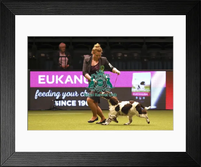 Framed Print : Crufts 2019 - Best of Breed Framed Print : Crufts 2019 - Best of Breed