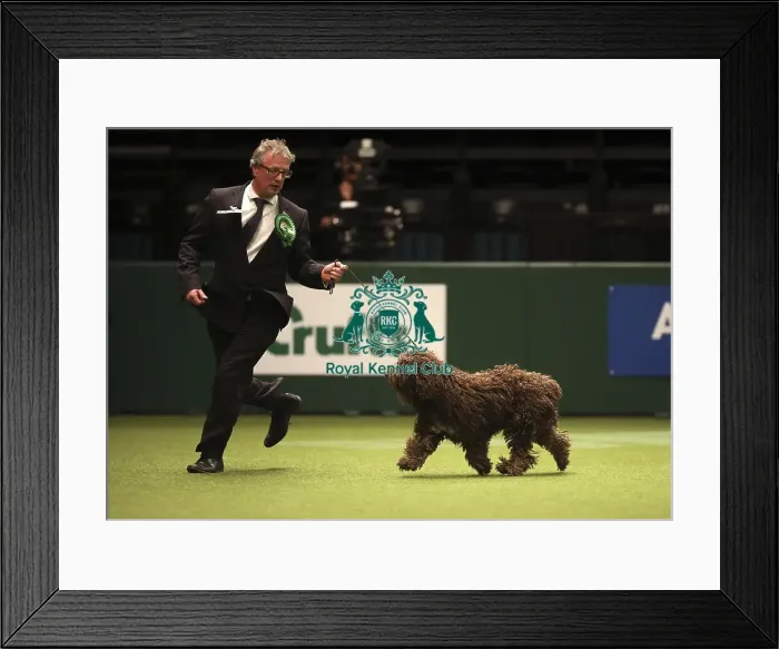 Framed Print : Crufts 2019 - Best of Breed Framed Print : Crufts 2019 - Best of Breed