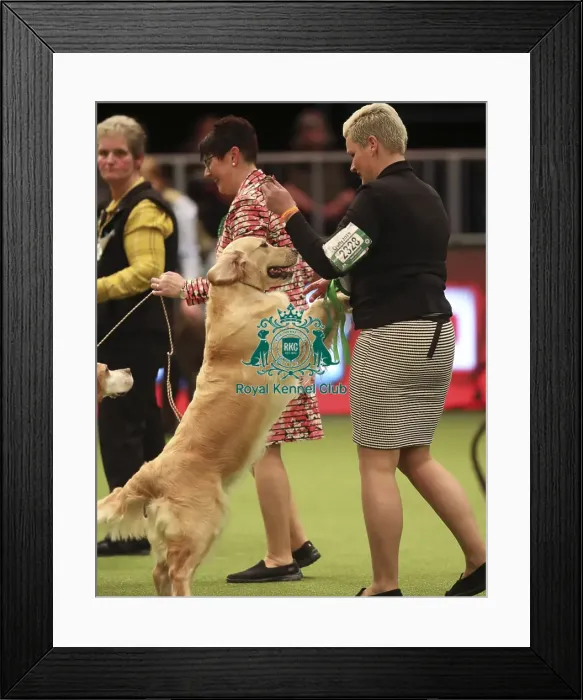 Framed Print : Crufts 2019 - Best of Breed Framed Print : Crufts 2019 - Best of Breed