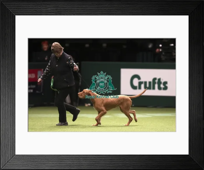 Framed Print : Crufts 2019 - Best of Breed