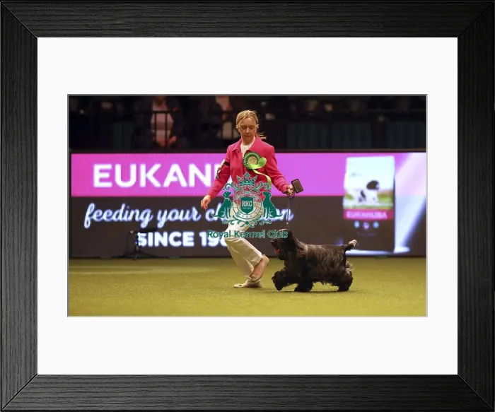 Framed Print : Crufts 2019 - Best of Breed Framed Print : Crufts 2019 - Best of Breed