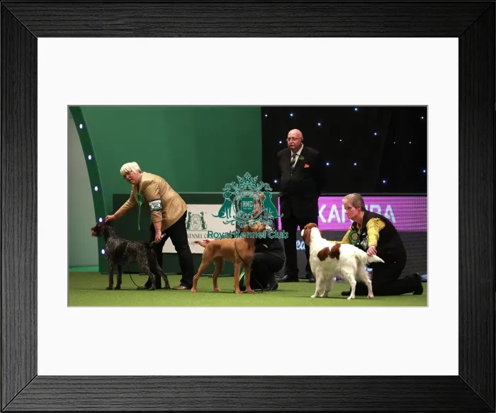 Framed Print : Crufts 2019 - Day One, NEC, UK - 7 Mar 2019 Framed Print : Crufts 2019 - Day One, NEC, UK - 7 Mar 2019
