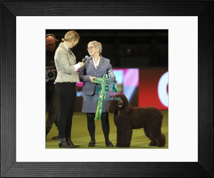 Framed Print : Crufts 2019 - Best of Breed Framed Print : Crufts 2019 - Best of Breed