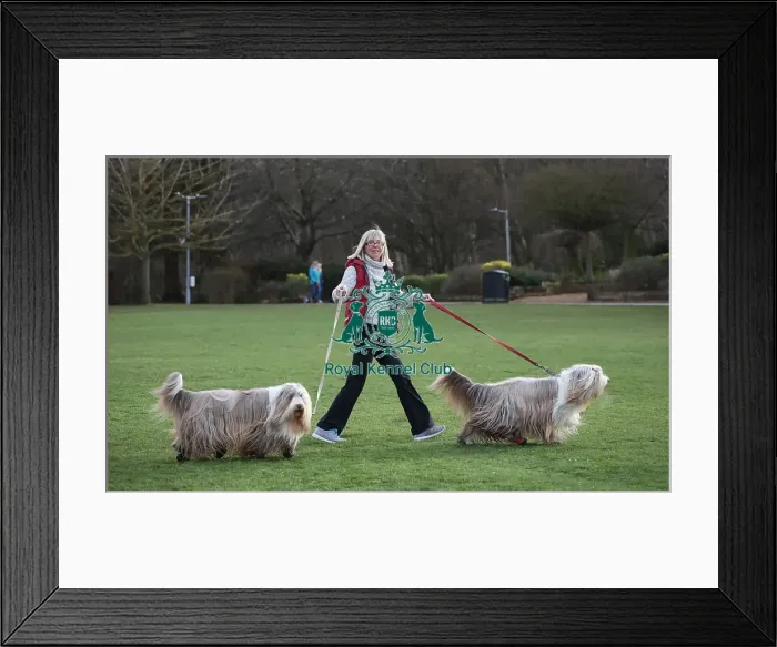 Framed Print : Crufts 2019 - Day Two, NEC, UK - 8 Mar 2019 Framed Print : Crufts 2019 - Day Two, NEC, UK - 8 Mar 2019