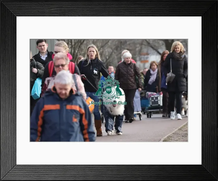 Framed Print : Crufts 2019 - Day Two, NEC, UK - 8 Mar 2019 Framed Print : Crufts 2019 - Day Two, NEC, UK - 8 Mar 2019