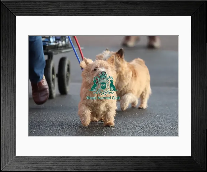Framed Print : Crufts 2019 - Day Two, NEC, UK - 8 Mar 2019 Framed Print : Crufts 2019 - Day Two, NEC, UK - 8 Mar 2019