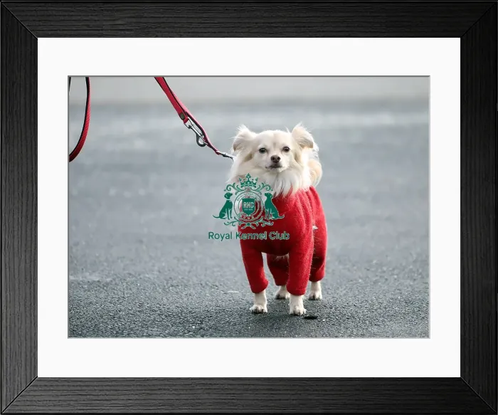 Framed Print : Crufts 2019 - Day Two, NEC, UK - 8 Mar 2019 Framed Print : Crufts 2019 - Day Two, NEC, UK - 8 Mar 2019