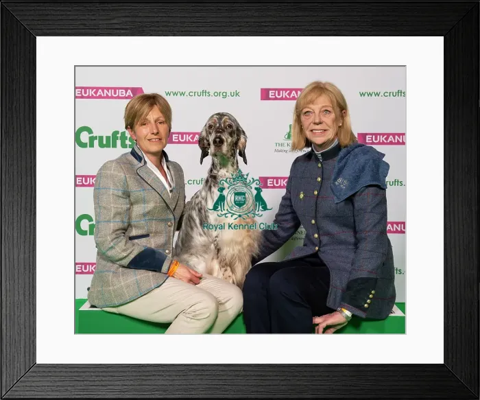 Framed Print : Crufts 2019 - Best of Breed / Gundog Framed Print : Crufts 2019 - Best of Breed / Gundog
