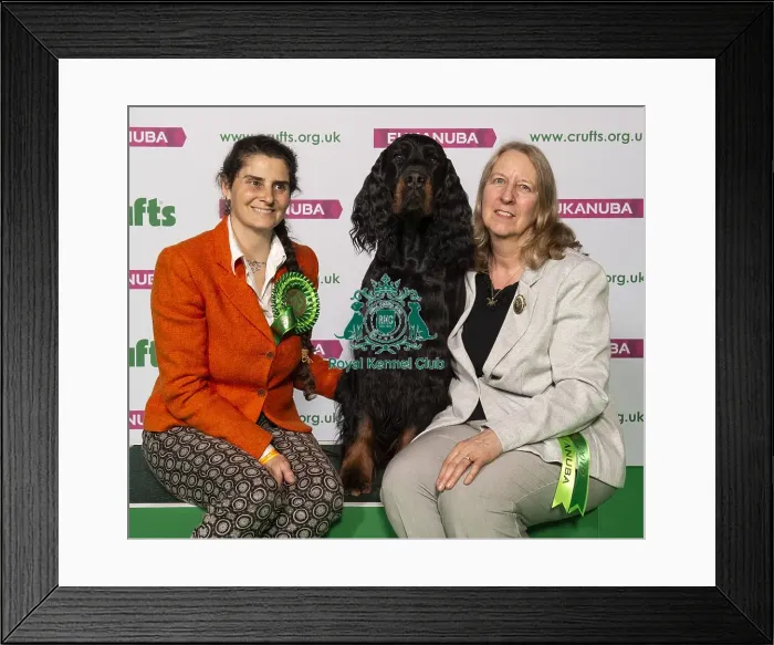 Framed Print : Crufts 2019 - Best of Breed / Gundog Framed Print : Crufts 2019 - Best of Breed / Gundog