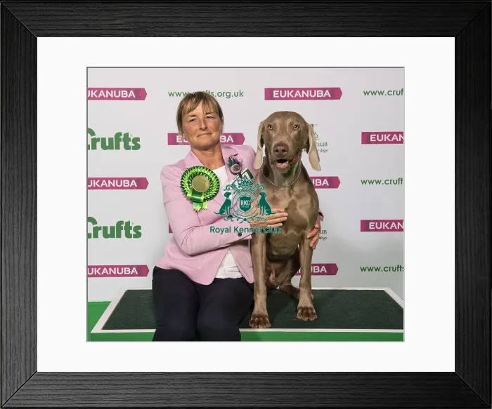 Framed Print : Crufts 2019 - Best of Breed / Gundog Framed Print : Crufts 2019 - Best of Breed / Gundog
