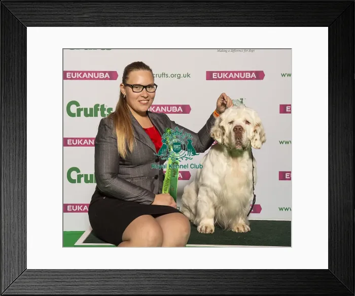 Framed Print : Crufts 2019 - Best of Breed / Gundog Framed Print : Crufts 2019 - Best of Breed / Gundog