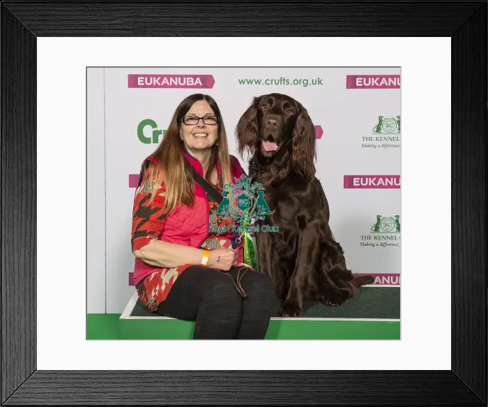 Framed Print : Crufts 2019 - Best of Breed / Gundog Framed Print : Crufts 2019 - Best of Breed / Gundog