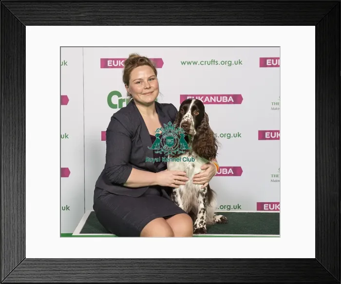 Framed Print : Crufts 2019 - Best of Breed / Gundog Framed Print : Crufts 2019 - Best of Breed / Gundog