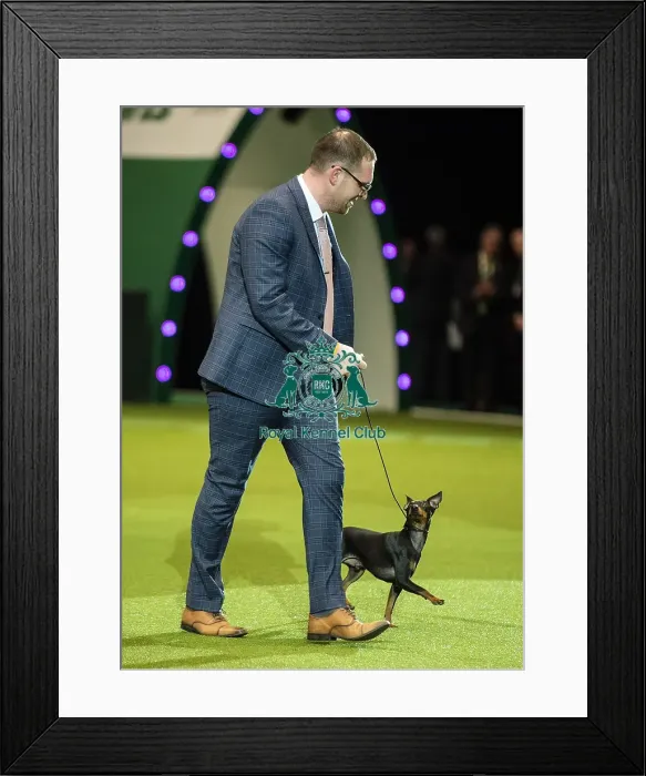Framed Print : Crufts 2019 - Day One, NEC, UK - 7 Mar 2019