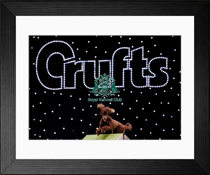 Framed Print : Crufts 2019 - Day Two, NEC, UK - 8 Mar 2019 Framed Print : Crufts 2019 - Day Two, NEC, UK - 8 Mar 2019