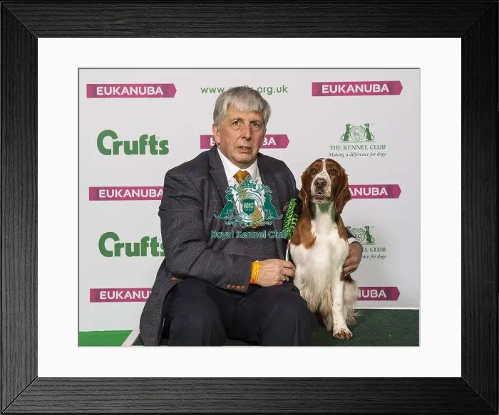 Framed Print : Crufts 2019 - Best of Breed  /  Gundog