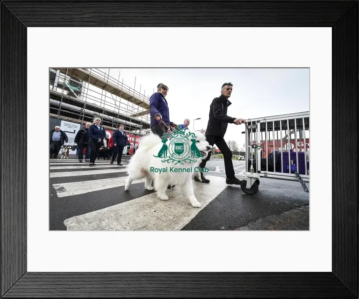 Framed Print : Crufts 2019 - Day Two, NEC, UK - 8 Mar 2019 Framed Print : Crufts 2019 - Day Two, NEC, UK - 8 Mar 2019