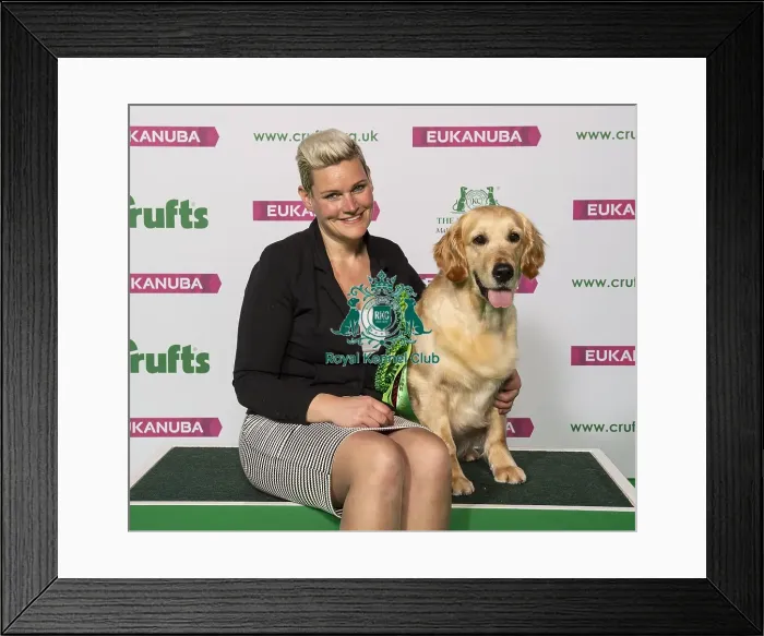 Framed Print : Crufts 2019 - Best of Breed / Gundog Framed Print : Crufts 2019 - Best of Breed / Gundog