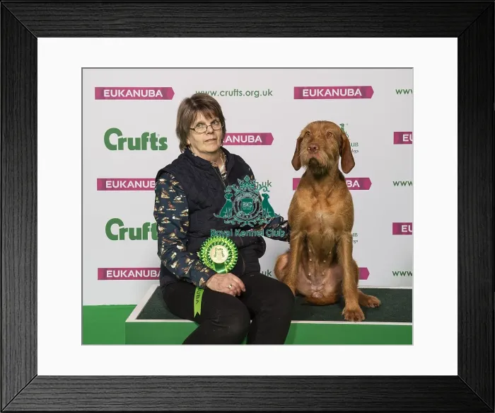 Framed Print : Crufts 2019 - Best of Breed / Gundog Framed Print : Crufts 2019 - Best of Breed / Gundog