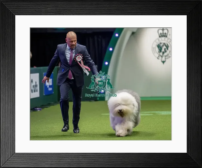 Framed Print : Crufts 2019 - Day One, NEC, UK - 7 Mar 2019 Framed Print : Crufts 2019 - Day One, NEC, UK - 7 Mar 2019