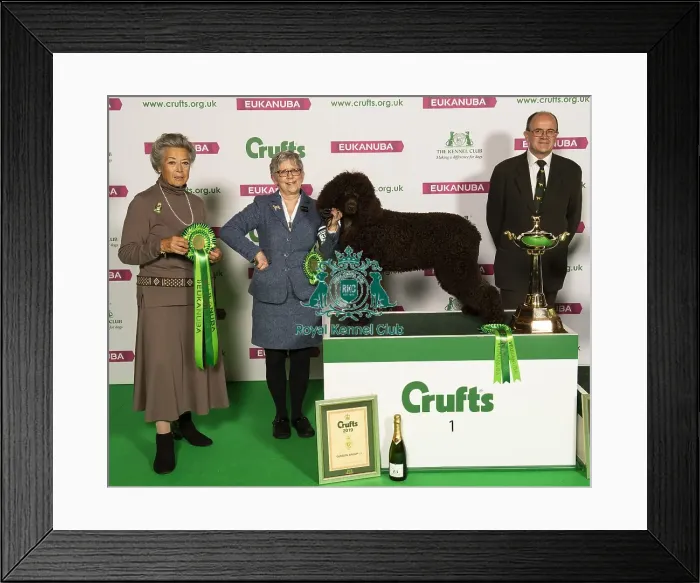 Framed Print : Crufts 2019 - Best of Breed Framed Print : Crufts 2019 - Best of Breed