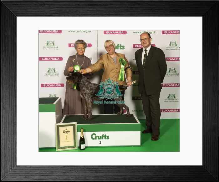 Framed Print : Crufts 2019 - Best of Breed Framed Print : Crufts 2019 - Best of Breed