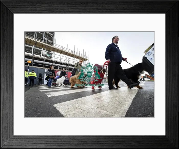 Framed Print : Crufts 2019 - Day Two, NEC, UK - 8 Mar 2019 Framed Print : Crufts 2019 - Day Two, NEC, UK - 8 Mar 2019