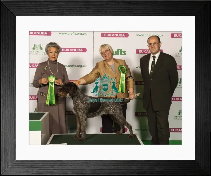 Framed Print : Crufts 2019 - Best of Breed Framed Print : Crufts 2019 - Best of Breed