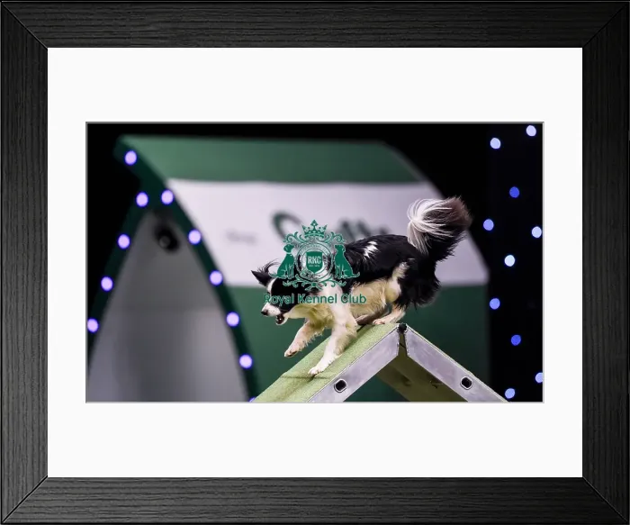 Framed Print : Crufts 2019 - Day Two, NEC, UK - 8 Mar 2019 Framed Print : Crufts 2019 - Day Two, NEC, UK - 8 Mar 2019