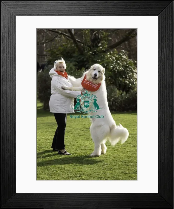 Framed Print : Crufts 2019 - Day Two, NEC, UK - 8 Mar 2019 Framed Print : Crufts 2019 - Day Two, NEC, UK - 8 Mar 2019