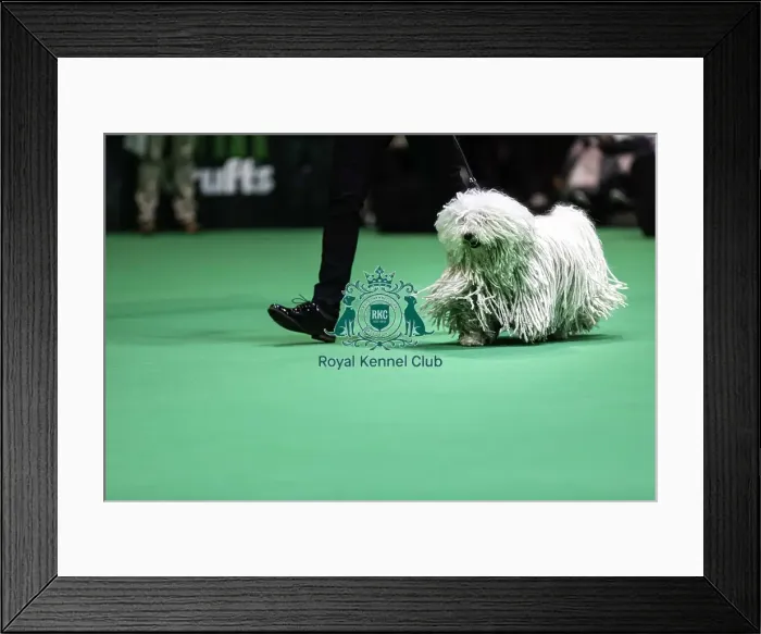 Framed Print : Crufts 2019 - Day Two, NEC, UK - 8 Mar 2019 Framed Print : Crufts 2019 - Day Two, NEC, UK - 8 Mar 2019
