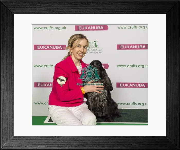 Framed Print : Crufts 2019 - Best of Breed / Gundog Framed Print : Crufts 2019 - Best of Breed / Gundog