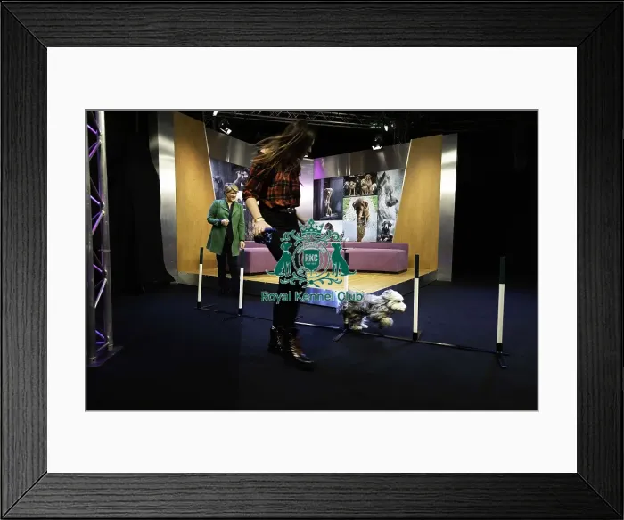 Framed Print : Crufts 2019 - Day One, NEC, UK - 7 Mar 2019 Framed Print : Crufts 2019 - Day One, NEC, UK - 7 Mar 2019