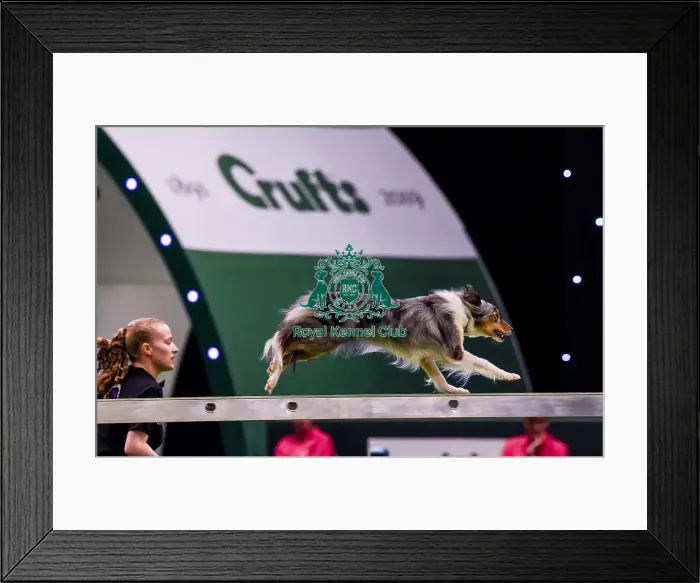 Framed Print : Crufts 2019 - Day Two, NEC, UK - 8 Mar 2019 Framed Print : Crufts 2019 - Day Two, NEC, UK - 8 Mar 2019