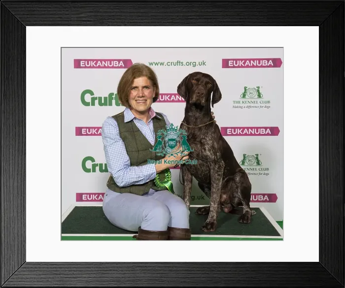 Framed Print : Crufts 2019 - Best of Breed / Gundog Framed Print : Crufts 2019 - Best of Breed / Gundog