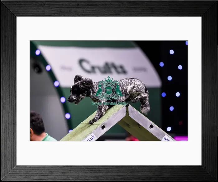 Framed Print : Crufts 2019 - Day Two, NEC, UK - 8 Mar 2019 Framed Print : Crufts 2019 - Day Two, NEC, UK - 8 Mar 2019