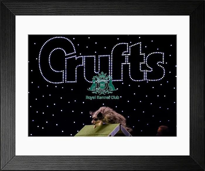 Framed Print : Crufts 2019 - Day Two, NEC, UK - 8 Mar 2019 Framed Print : Crufts 2019 - Day Two, NEC, UK - 8 Mar 2019