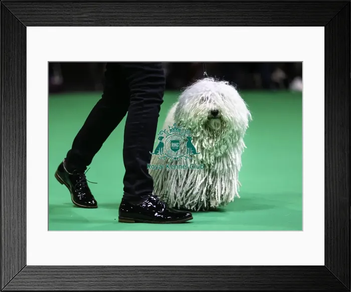 Framed Print : Crufts 2019 - Day Two, NEC, UK - 8 Mar 2019 Framed Print : Crufts 2019 - Day Two, NEC, UK - 8 Mar 2019